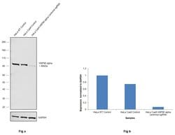 HSP90 alpha Polyclonal Antibody, Invitrogen 500 &mu;L; Unconjugated:Anticuerpos