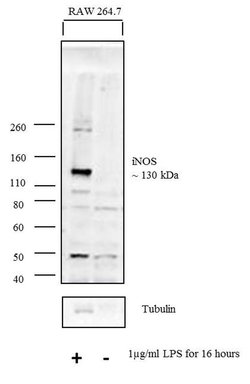 iNOS Polyclonal Antibody, Invitrogen 500 &mu;L; Unconjugated:Antibodies,