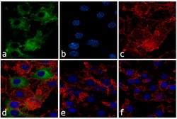 iNOS Polyclonal Antibody, Invitrogen 500 &mu;L; Unconjugated:Antibodies,
