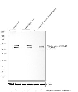 Invitrogen Phospho-Lamin A/C (Ser22) Polyclonal Antibody 100 &mu;L; Unconjugated:Antibodies,