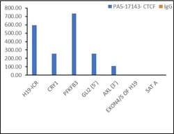 Invitrogen CTCF Polyclonal Antibody 100 &mu;L | Buy Online | Invitrogen&trade; | Fisher Scientific