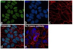 Invitrogen CTCF Polyclonal Antibody 100 &mu;L | Buy Online | Invitrogen&trade; | Fisher Scientific