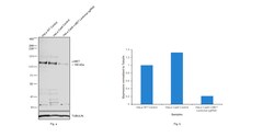 c-Met Polyclonal Antibody, Invitrogen 100 &mu;L; Unconjugated:Antikörper