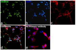 Invitrogen JMJD1B Polyclonal Antibody 100 &mu;L; Unconjugated:Antibodies,
