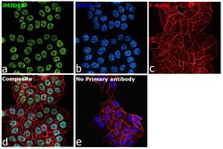 Invitrogen JMJD1B Polyclonal Antibody 100 &mu;L; Unconjugated:Antibodies,