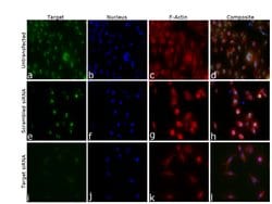 Invitrogen JMJD1B Polyclonal Antibody 100 &mu;L; Unconjugated:Antibodies,