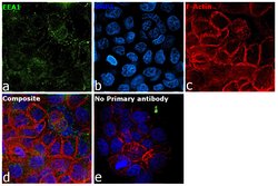 Invitrogen EEA1 Polyclonal Antibody 100 &mu;L; Unconjugated:Antibodies,