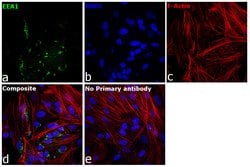 Invitrogen EEA1 Polyclonal Antibody 100 &mu;L; Unconjugated:Antibodies,