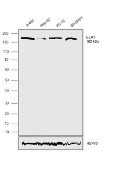 Invitrogen EEA1 Polyclonal Antibody 100 &mu;L; Unconjugated:Antibodies,