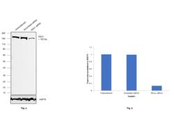Invitrogen EEA1 Polyclonal Antibody 100 &mu;L; Unconjugated:Antibodies,