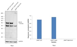 Invitrogen MAVS Polyclonal Antibody 100 &mu;L | Buy Online | Invitrogen&trade; | Fisher Scientific