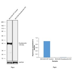 Invitrogen Doublecortin Polyclonal Antibody 100 &mu;L; Unconjugated:Antibodies,