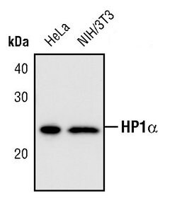 Invitrogen HP1 alpha Polyclonal Antibody 100 &mu;L; Unconjugated:Antibodies,