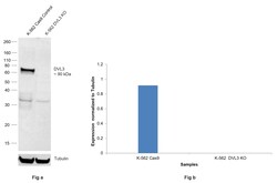 Invitrogen DVL3 Polyclonal Antibody 100 &mu;L | Buy Online | Invitrogen&trade; | Fisher Scientific