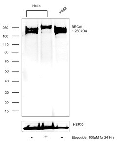 Invitrogen BRCA1 Polyclonal Antibody 100 μL; Unconjugated:Antibodies,