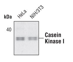 Invitrogen CK1 alpha Polyclonal Antibody 100 μL; Unconjugated:Antibodies,