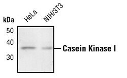 Invitrogen CK1 alpha Polyclonal Antibody 100 μL; Unconjugated:Antibodies,