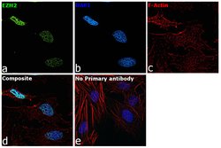 Invitrogen&trade;&nbsp;EZH2 Polyclonal Antibody
