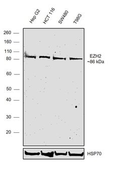 Invitrogen EZH2 Polyclonal Antibody 100 &mu;L | Buy Online | Invitrogen&trade; | Fisher Scientific