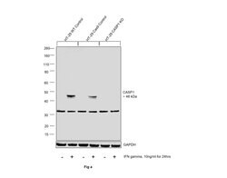 Invitrogen Caspase 1 Polyclonal Antibody 100 &mu;L; Unconjugated:Antibodies,