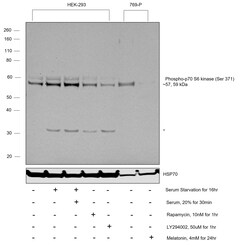 Invitrogen Phospho-p70 S6 Kinase (Ser371) Polyclonal Antibody 100 &mu;L | Buy Online | Invitrogen&trade; | Fisher Scientific