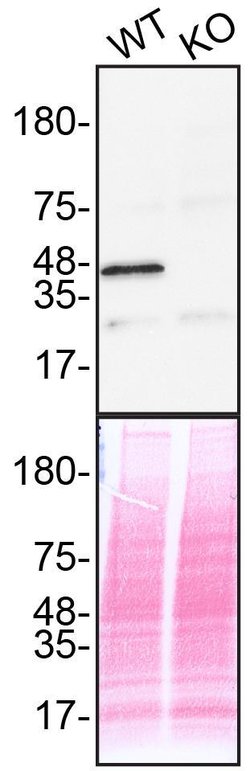 Invitrogen ERK2 Polyclonal Antibody 100 &mu;L; Unconjugated:Antibodies,
