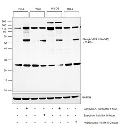 Invitrogen Phospho-CHK1 (Ser345) Polyclonal Antibody 100 &mu;L | Buy Online | Invitrogen&trade; | Fisher Scientific
