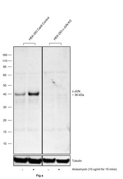 Invitrogen Phospho-c-Jun (Ser63) Polyclonal Antibody 100 &mu;L; Unconjugated:Antibodies,