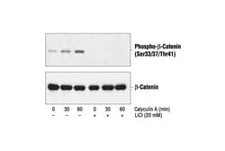Invitrogen Phospho-beta Catenin (Ser33, Ser37, Thr41) Polyclonal Antibody