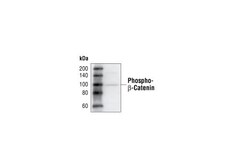 Invitrogen Phospho-beta Catenin (Ser33, Ser37, Thr41) Polyclonal Antibody