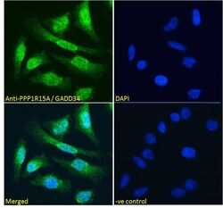 Invitrogen GADD34 Polyclonal Antibody 100 &mu;g; Unconjugated:Antibodies,