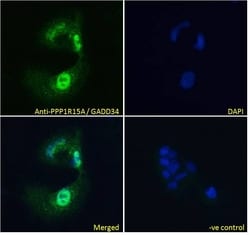Invitrogen GADD34 Polyclonal Antibody 100 &mu;g; Unconjugated:Antibodies,