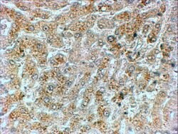 Invitrogen GADD34 Polyclonal Antibody 100 &mu;g; Unconjugated:Antibodies,