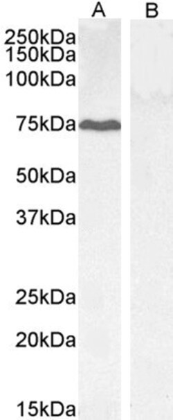 Invitrogen GADD34 Polyclonal Antibody 100 &mu;g; Unconjugated:Antibodies,