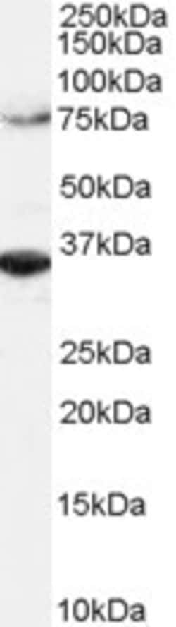 Invitrogen ORC3 Polyclonal Antibody 100 &mu;g; Unconjugated:Antibodies,