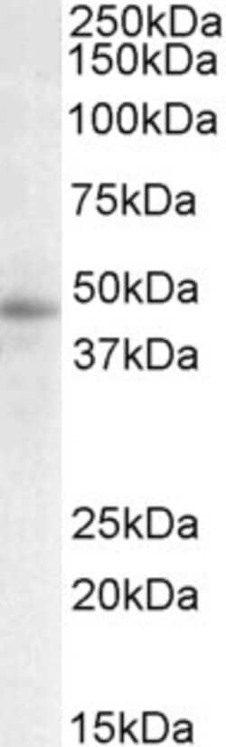 Invitrogen STAP2 Polyclonal Antibody 100 &mu;g; Unconjugated:Antibodies,