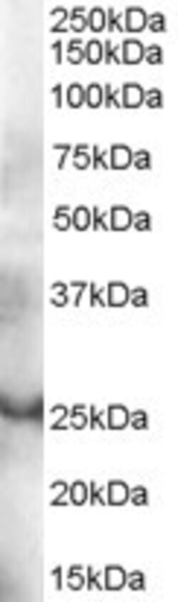 Invitrogen GRAP Polyclonal Antibody 100 &mu;g; Unconjugated:Antibodies,