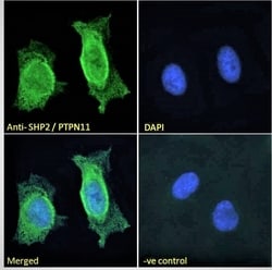 Invitrogen SHP2 Polyclonal Antibody 100 &mu;g; Unconjugated:Antibodies,