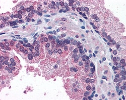 Invitrogen STAP2 Polyclonal Antibody 100 &mu;g; Unconjugated:Antibodies,
