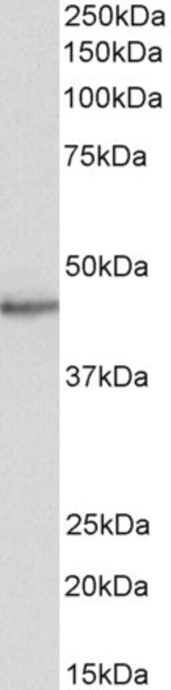 Invitrogen STAP2 Polyclonal Antibody 100 &mu;g; Unconjugated:Antibodies,
