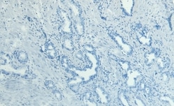 Invitrogen MKP-1 Polyclonal Antibody 100 &mu;g; Unconjugated:Antibodies,