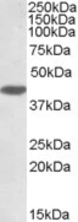 Invitrogen MKP-1 Polyclonal Antibody 100 &mu;g; Unconjugated:Antibodies,