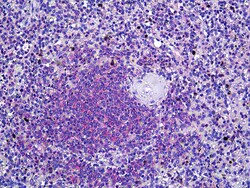 Invitrogen DOK3 Polyclonal Antibody 100 &mu;g; Unconjugated:Antibodies,