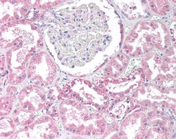 Invitrogen PP2A alpha/beta Polyclonal Antibody 100 &mu;g; Unconjugated:Antibodies,