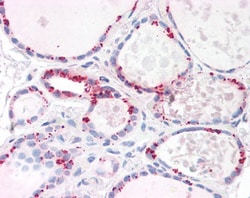 Invitrogen PP2A alpha/beta Polyclonal Antibody 100 &mu;g; Unconjugated:Antibodies,