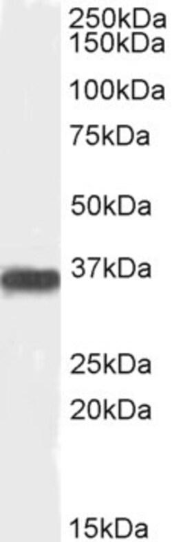 Invitrogen PP2A alpha/beta Polyclonal Antibody 100 &mu;g; Unconjugated:Antibodies,