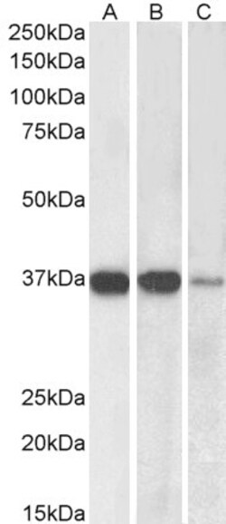 Invitrogen PP2A alpha/beta Polyclonal Antibody 100 &mu;g; Unconjugated:Antibodies,