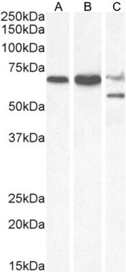 Invitrogen PPP2R5D Polyclonal Antibody 100 &mu;g; Unconjugated:Antibodies,