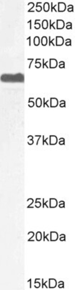 Invitrogen PPP2R5D Polyclonal Antibody 100 &mu;g; Unconjugated:Antibodies,