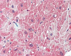 Invitrogen PPP2R5A Polyclonal Antibody 100 &mu;g; Unconjugated:Antibodies,